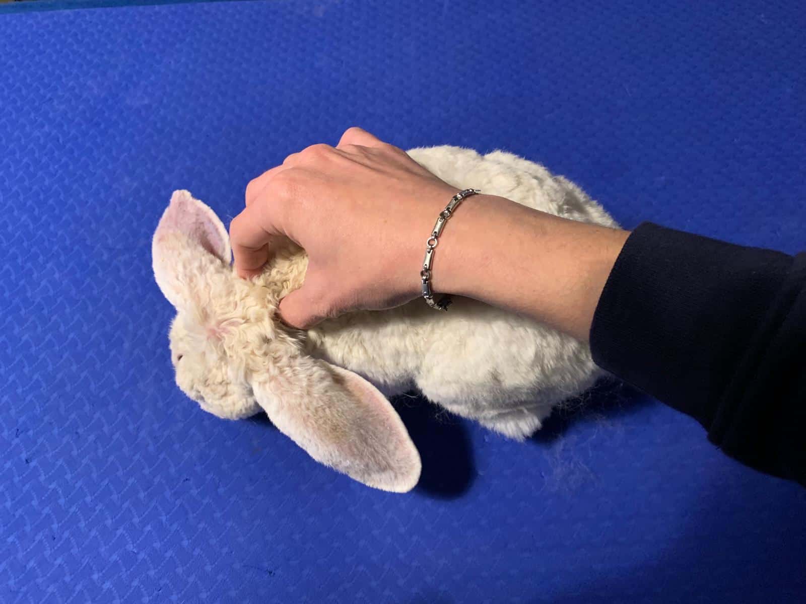 Maike Thomsen bei der osteopathischen Behandlung eines Kaninchens