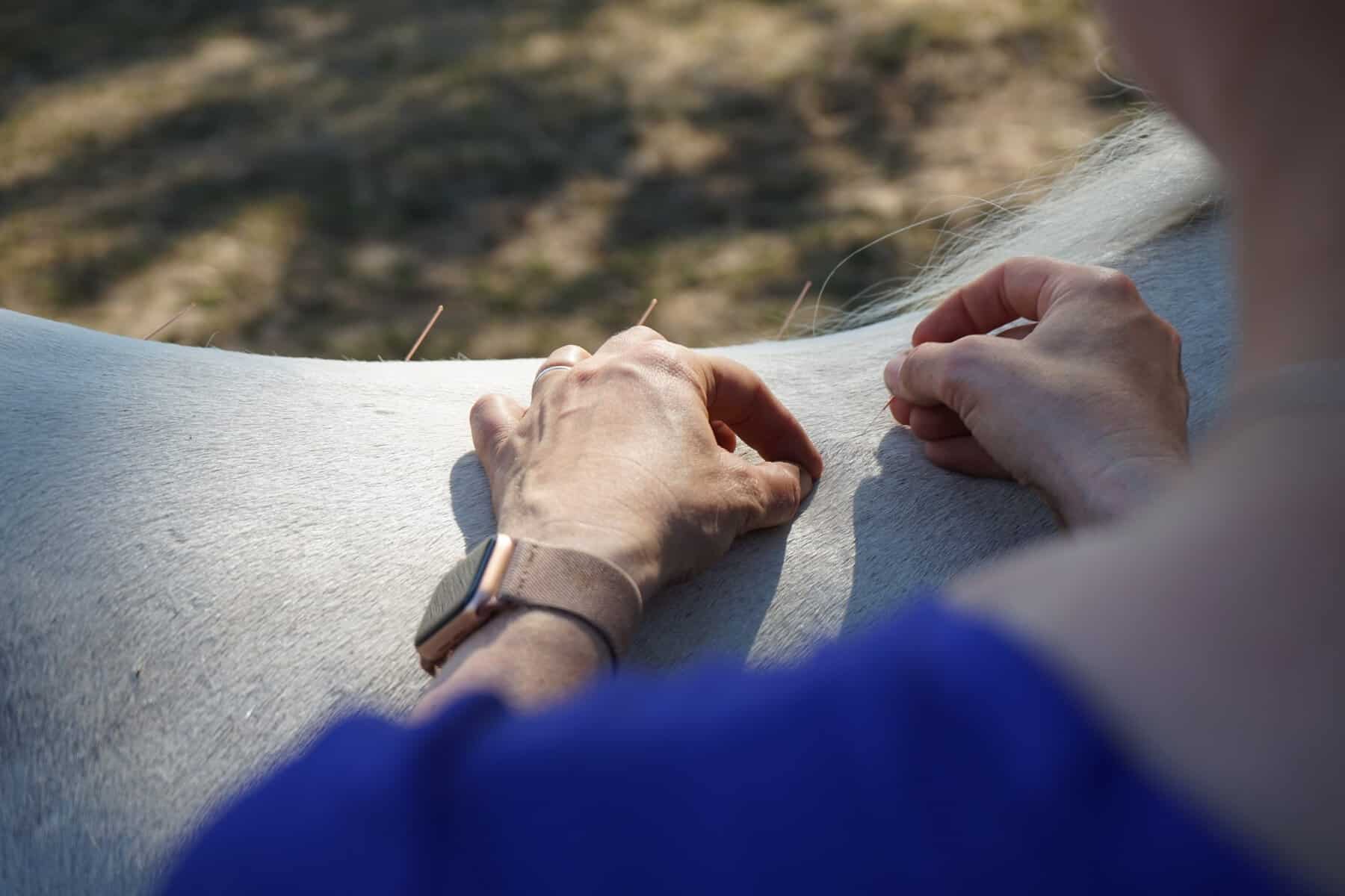Pferd bei der Akupunktur