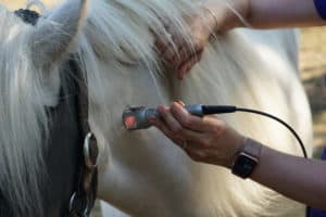 Lasertherapie beim Pferd