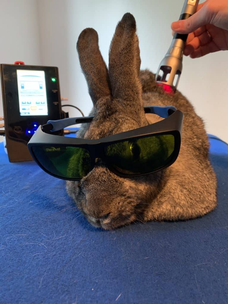 Kaninchen mit Schutzbrille bei der Lasertherapie