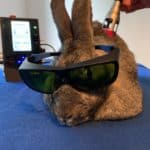 Kaninchen Emma bei der Lasertherapie