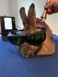 Kaninchen Emma bei der Lasertherapie