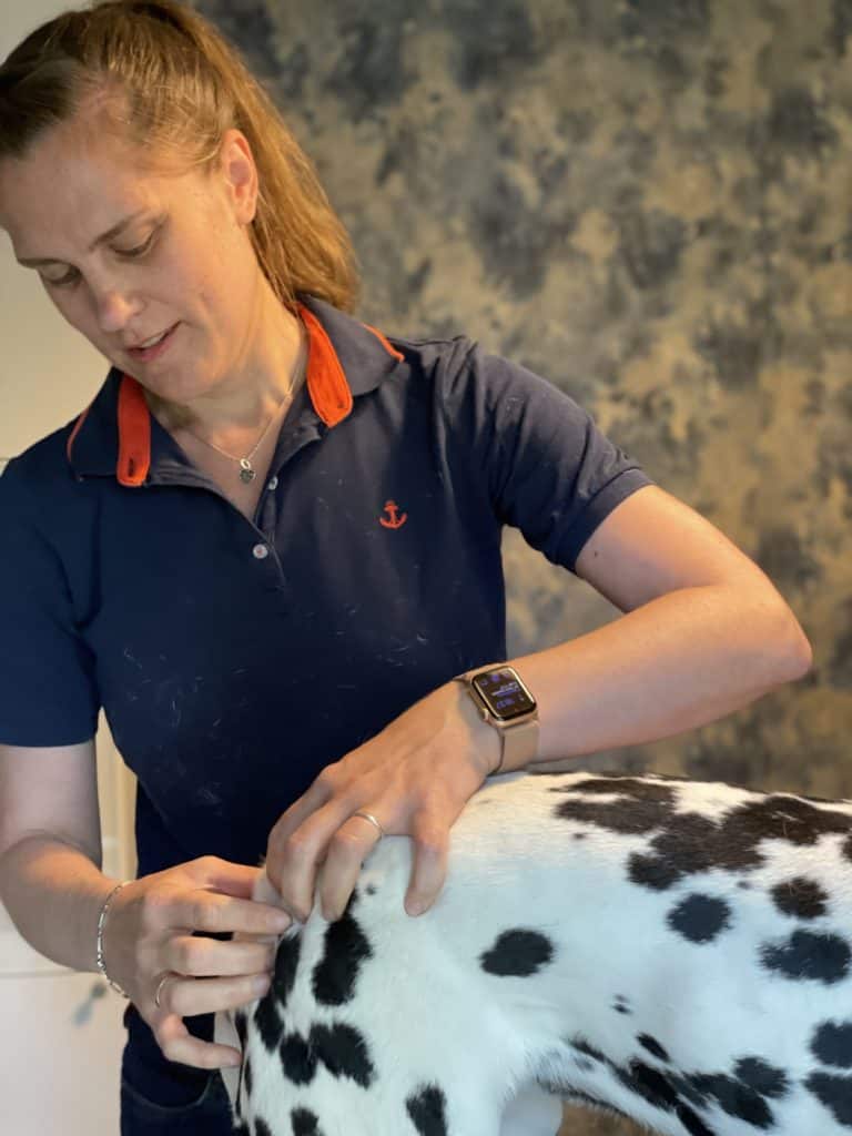 Maike Thomsen bei der Behandlung am Rücken von Dalmatiner Abby
