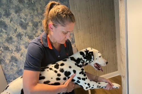 Hundephysiotherapie