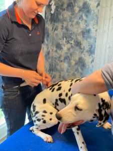 Akupunktur bei der Hundephysiotherapie