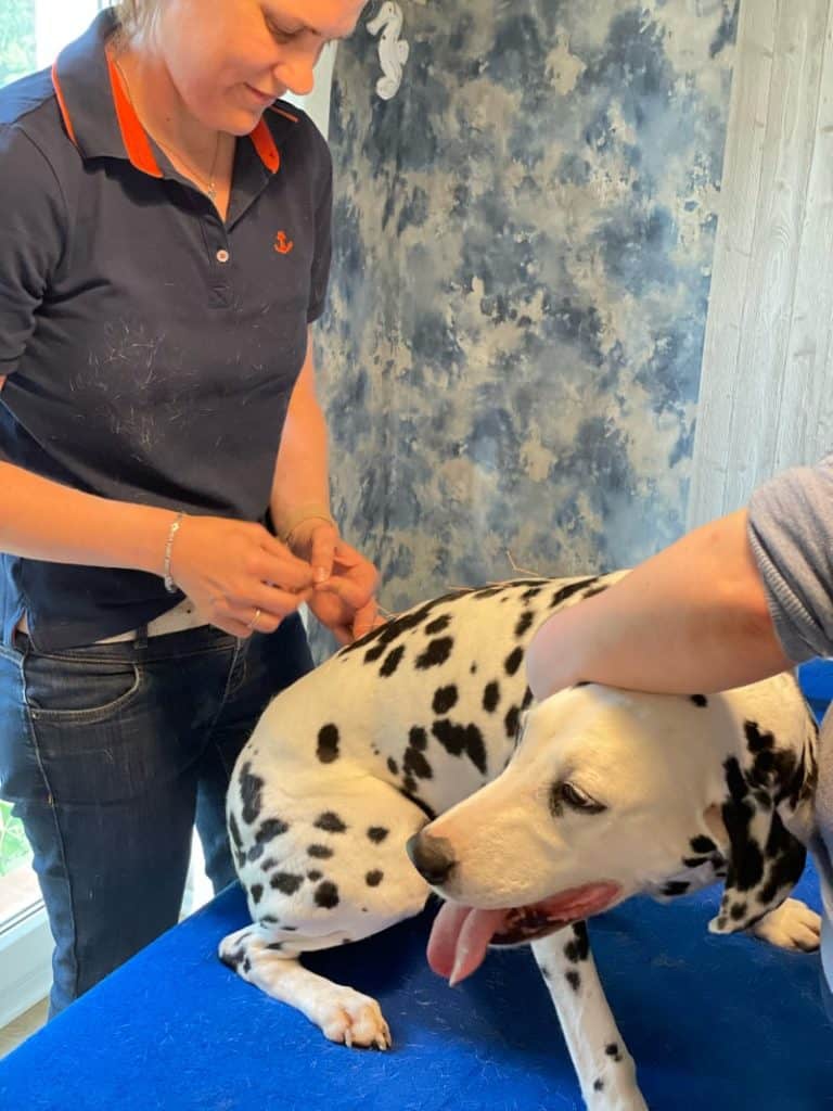 Hund Abby bei der Behandlung mit Akupunkturnadeln
