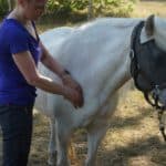 Massage beim Pferd