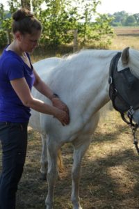 Massage beim Pferd