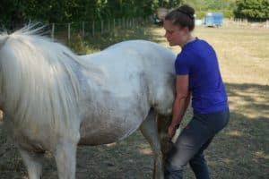 Pferd bei der Gelenkfunktionsprüfung