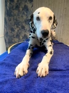 Hund Abby bei der Magnetfeldtherapie