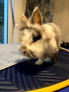 Kaninchen Gnucki bei der Magnetfeldtherapie