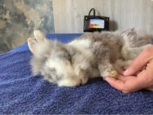 Kaninchen Gnucki bekommt manuelle Therapie während der Magnetfeldtherapie