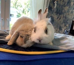 Kaninchen Prinz und Flocke bei der Magnetfeldtherapie