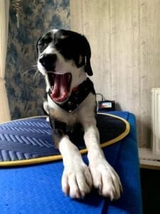 Hund Toffe bei der Magnetfeldtherapie