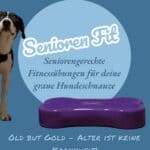Seniorengerechte Fitnessübungen für deine graue Hundeschnauze