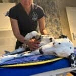 Hund Abby bei der Osteopathie