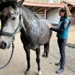 Pferd vor dem Stall bei der Osteopathie durch Maike