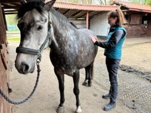 Pferd vor dem Stall bei der Osteopathie durch Maike