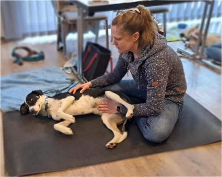 Osteopathie für Tiere: Sanfte Impulse für mehr Beweglichkeit