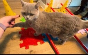 Kater Monty bei seinen Balance-Übungen