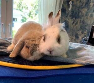 Kaninchen Prinz und Flocke auf der Magnetfeldmatte