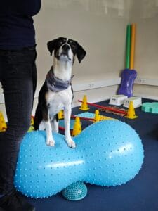 Hund Toffe bei Fitnessübungen