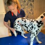 Gelenkfunktionsprüfung bei einem Hund vor der Operation