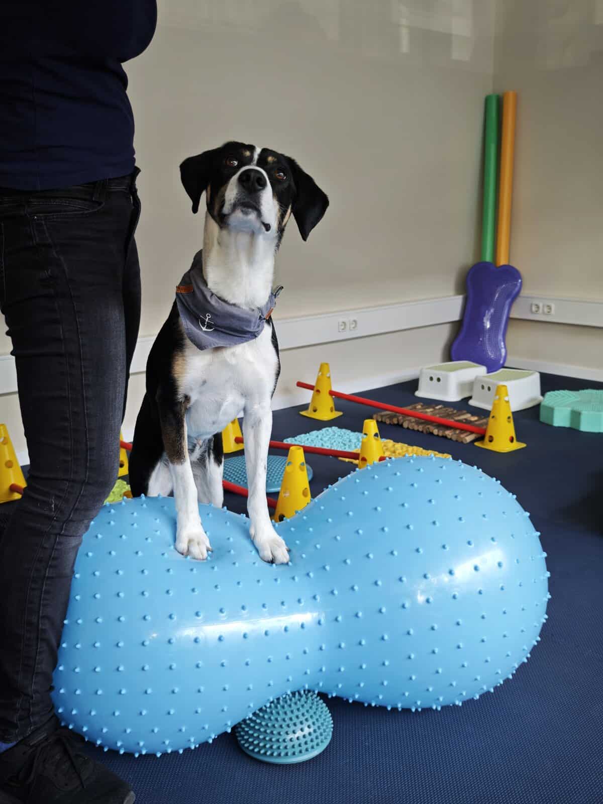 Hund Toffe steht aufmerksam auf einem Gymnastikball im Fitnessraum der Praxis