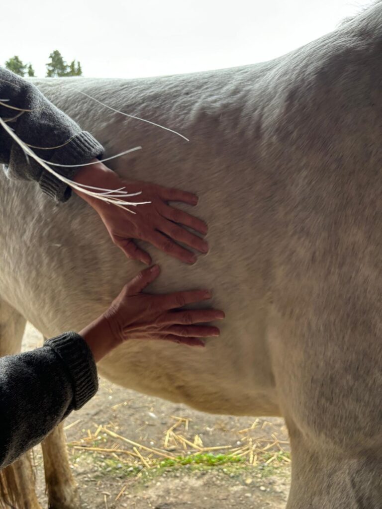 Sanfte viszerale osteopathische Behandlung eines Pferdes