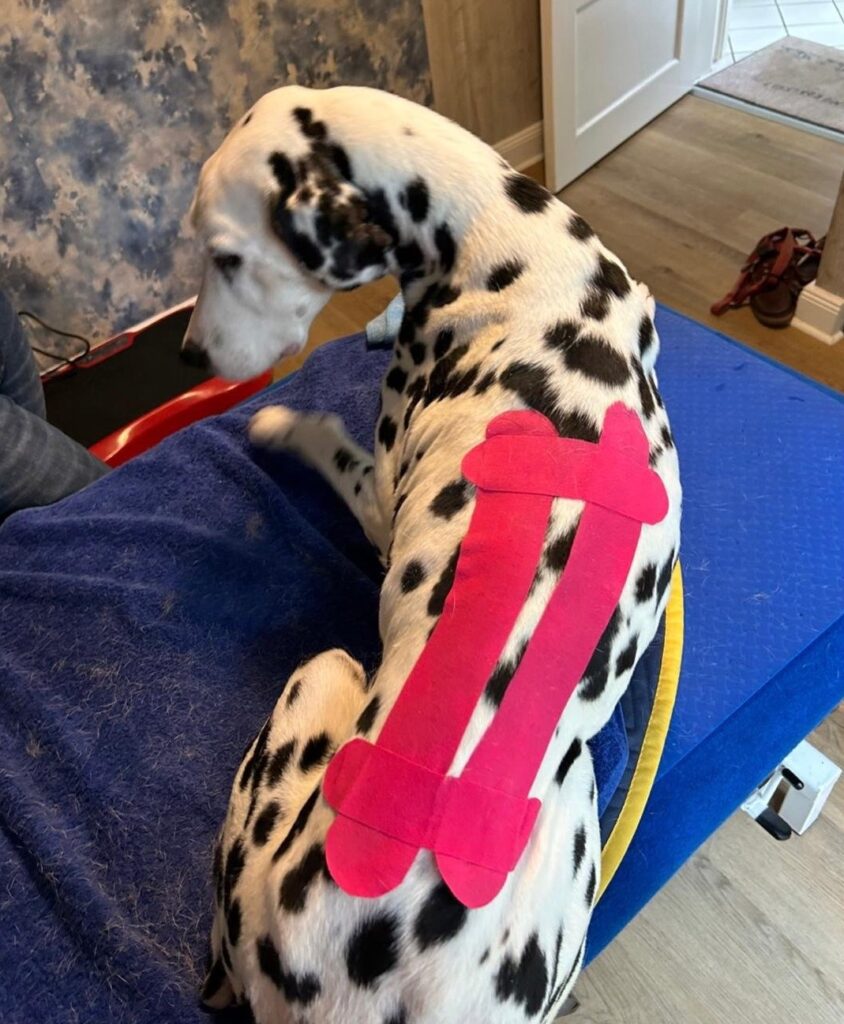 Hund Abby mit farbigem Tape auf dem Rücken