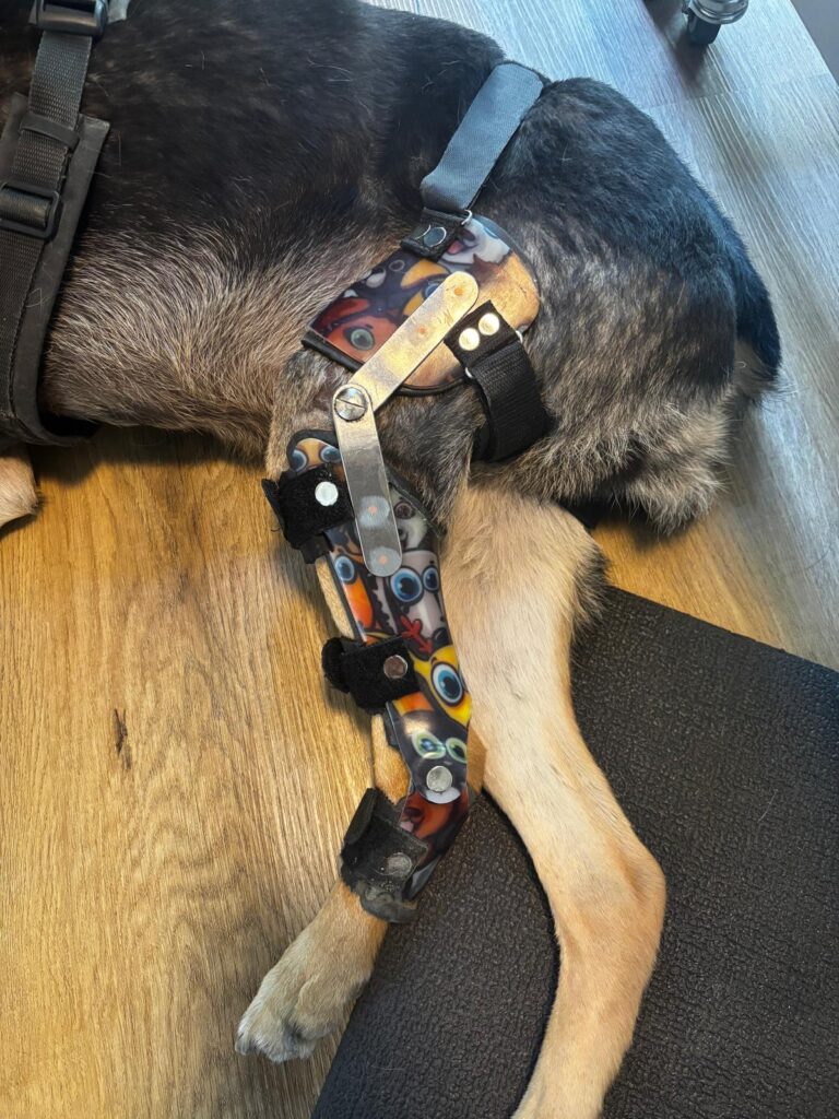 Orthese von Hund Eddie am linken Hinterbein