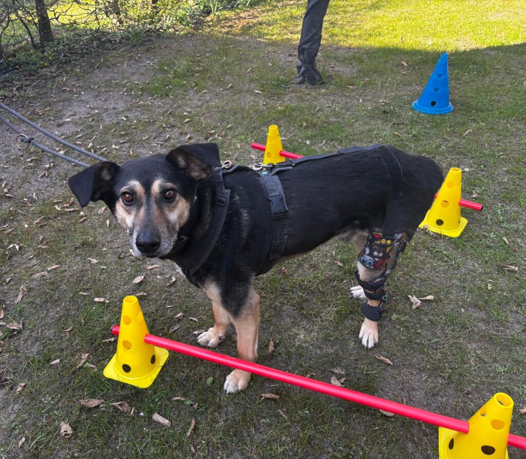 Hund Eddie mit seiner Orthese beim Cavaletti-Training