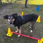 Hund Eddie mit seiner Orthese beim Cavaletti-Training