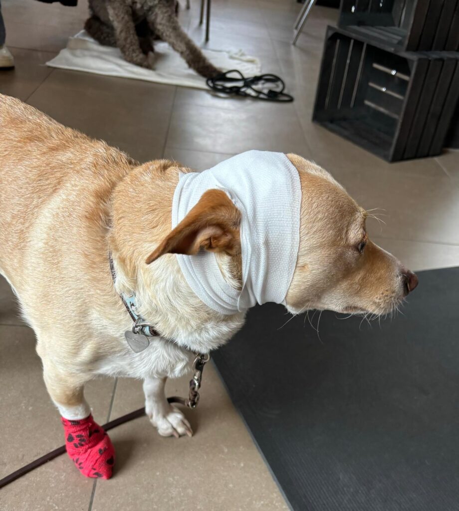 Hund mit Kopfverband und Verband am Fuß beim Erste Hilfe Seminar