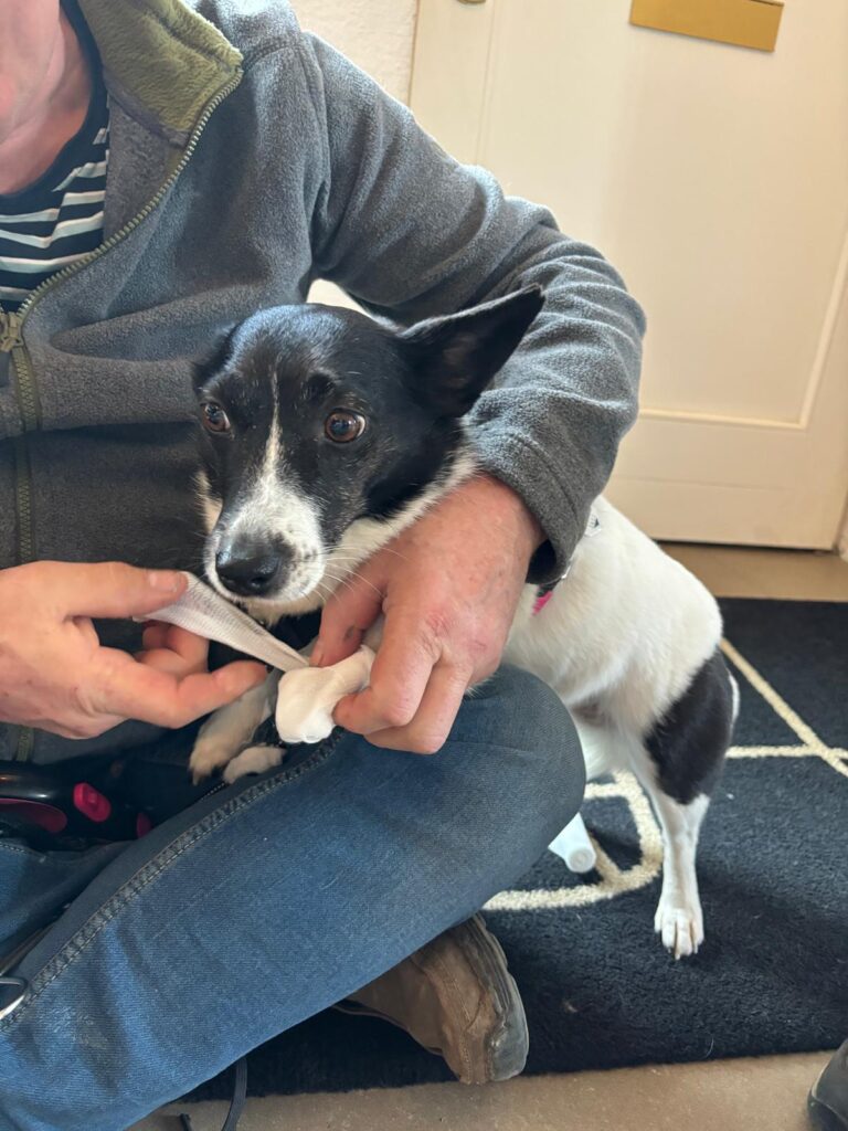 Hund beim Erste Hilfe Seminar bekommt einen Verband an der Pfote