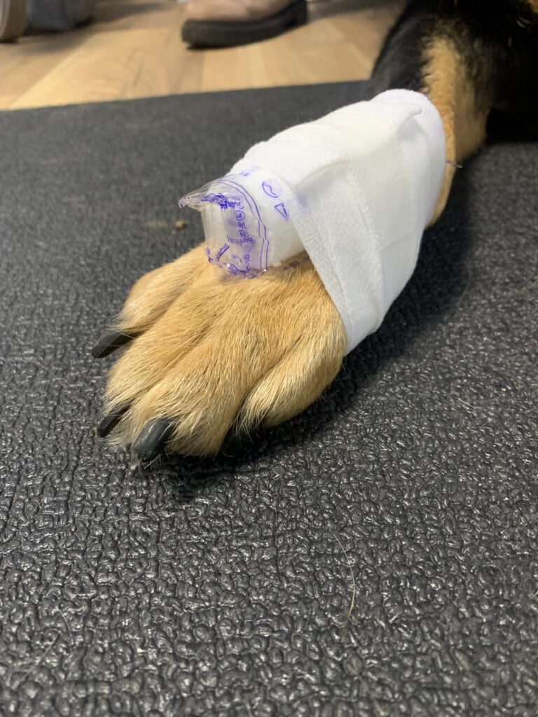 Hundepfote mit Verband