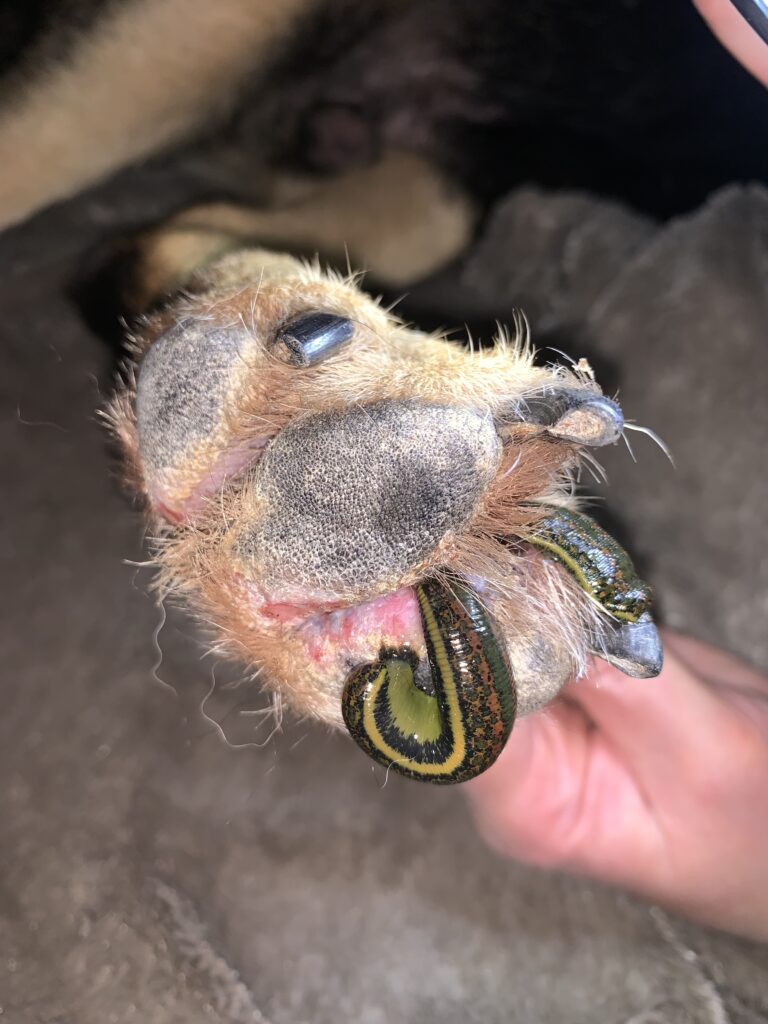 Zwei Blutegel an der Pfote eines Hundes