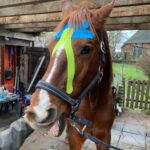 Pferd mit mehrfarbigem Tape am Kopf