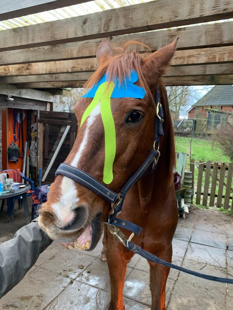 Pferd mit mehrfarbigem Tape am Kopf