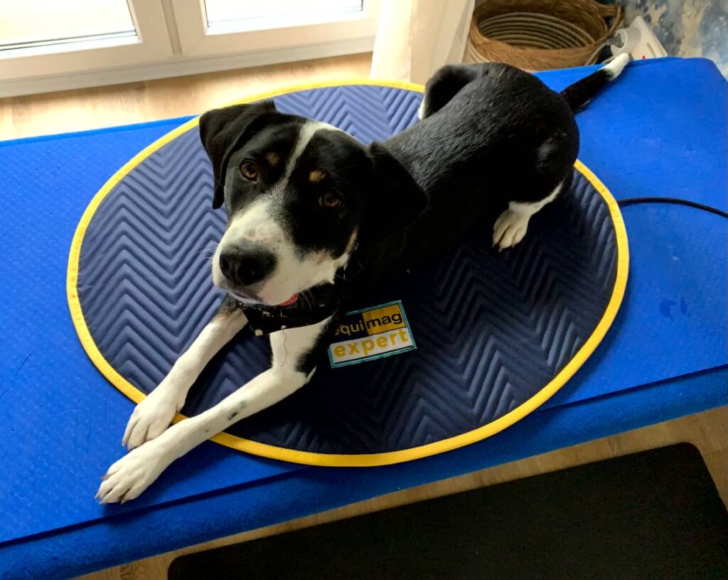 Hund Toffe liegt auf der Magnetfeldmatte
